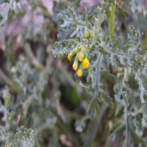 ノボロギクの花