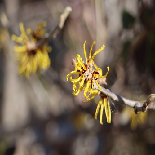 シナマンサクの花