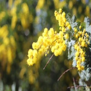 ギンヨウアカシアの花
