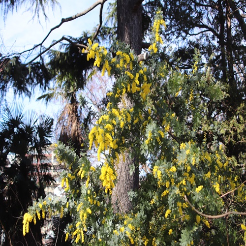 ギンヨウアカシアの木の全体像