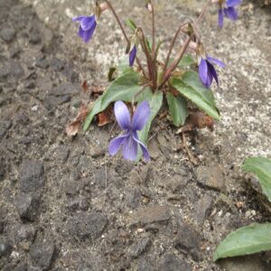 ヒメスミレの花