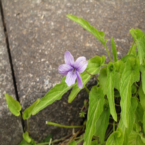 ノジスミレの淡い紫色の花