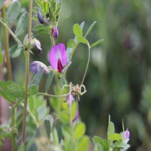 カラスノエンドウの花