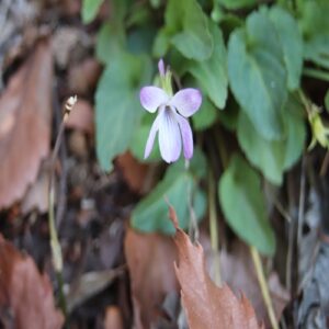 コスミレサクラの花