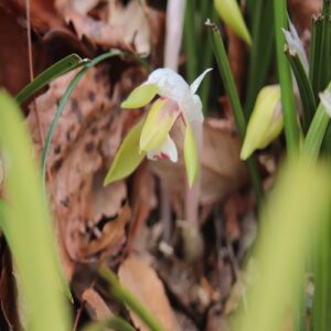 シュンランの花