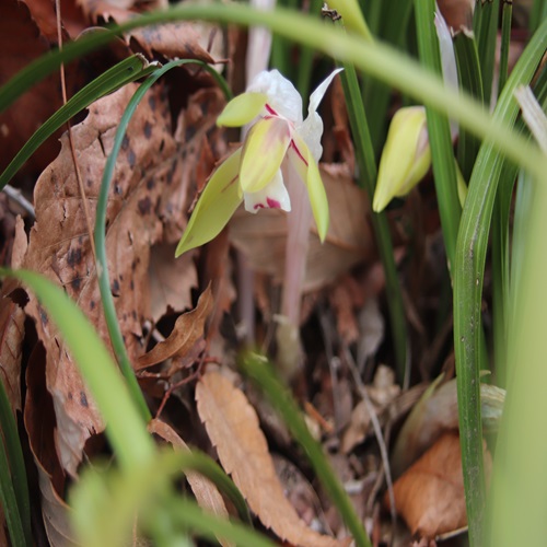 シュンランの花