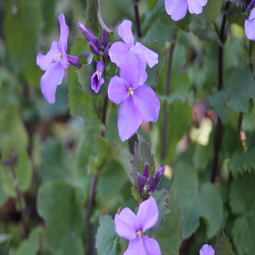 オオアラセイトウの花