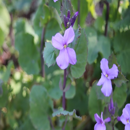 オオアラセイトウの花