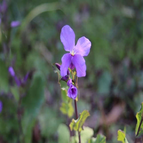 オオアラセイトウの花