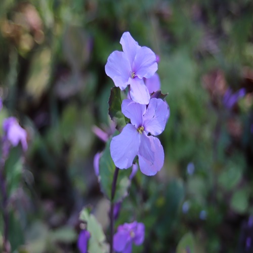 オオアラセイトウの花