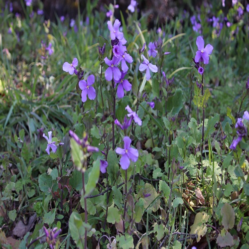 オオアラセイトウの全体像