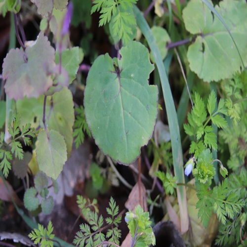 オオアラセイトウの葉