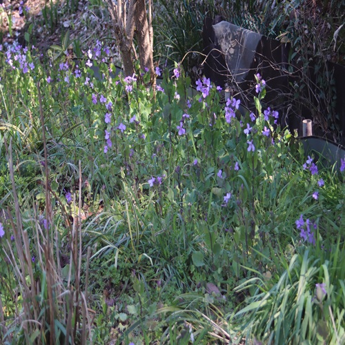 オオアラセイトウの群落