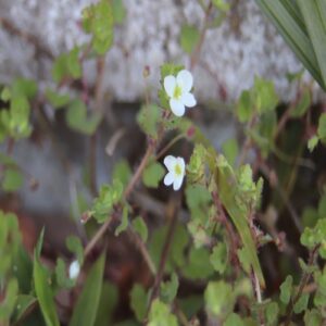 コゴメイヌノフグリの花