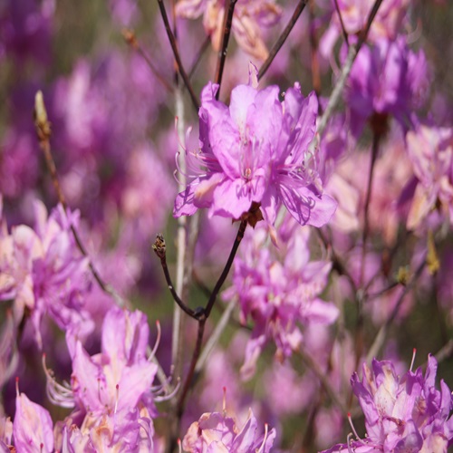 ハヤトミツバツツジの花