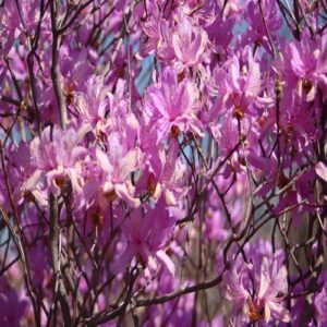 ハヤトミツバツツジの花