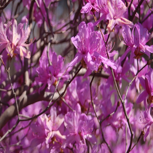 ハヤトミツバツツジの花