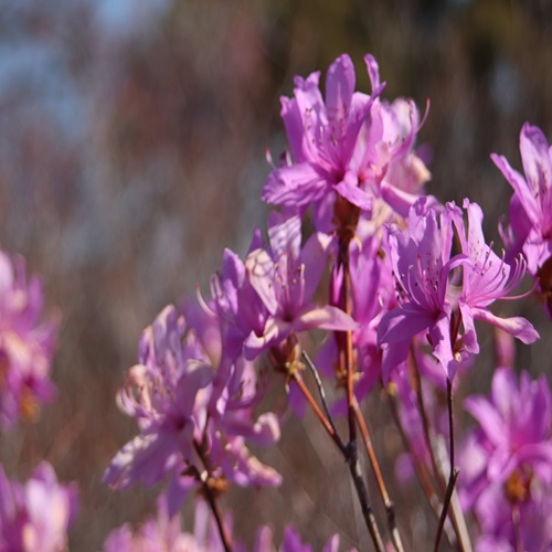 ハヤトミツバツツジの花