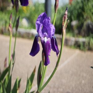 イチハツの花