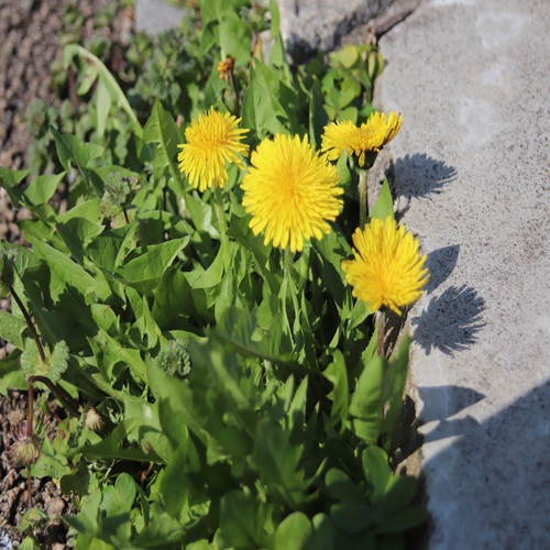 カントウタンポポの花