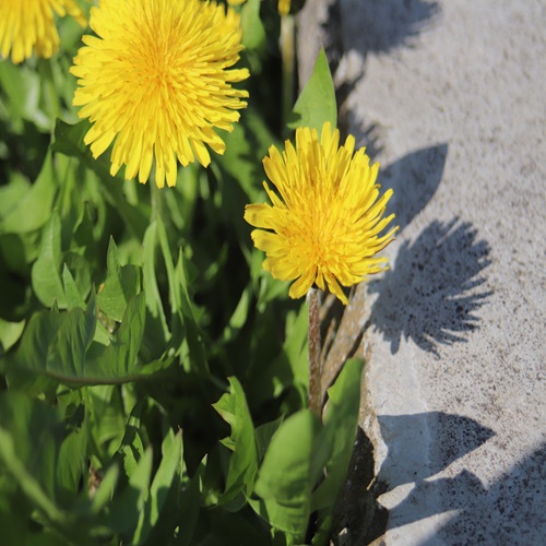 カントウタンポポの花