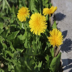 カントウタンポポの花