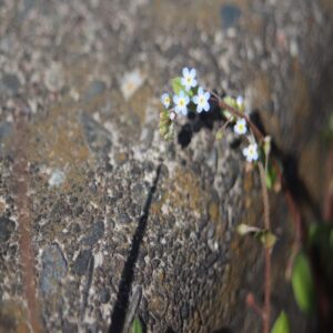 キュウリグサの花