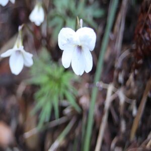 ヒゴスミレの花