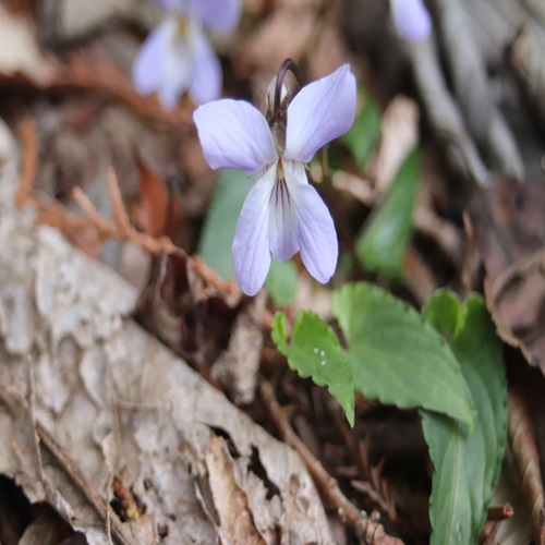 ナガバノスミレサイシンの花