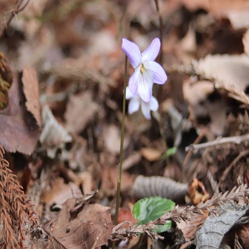 ナガバノスミレサイシンの花