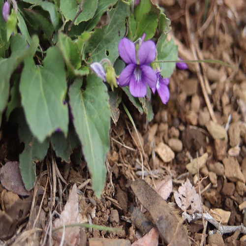 本沢林道のオカスミレの花