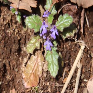 キランソウの花