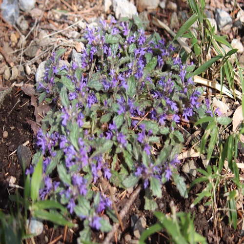 キランソウの花