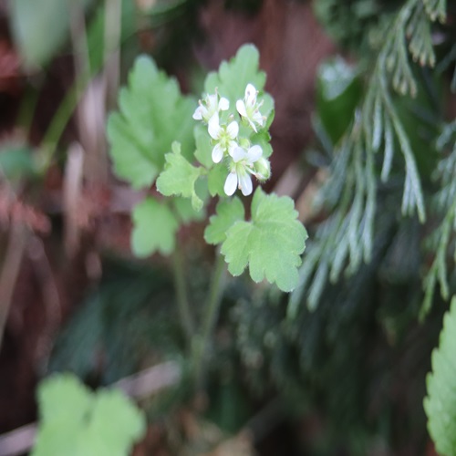 マルバコンロンソウの花