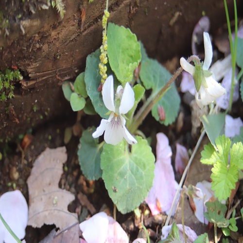 マルバスミレの花
