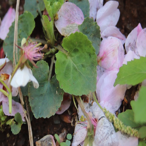 マルバスミレの葉