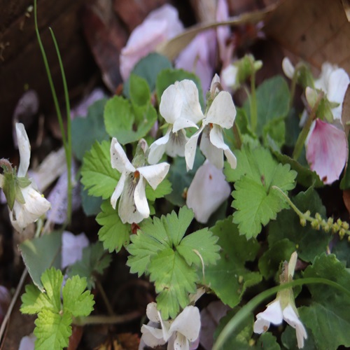マルバスミレの花