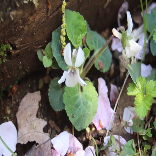マルバスミレの花