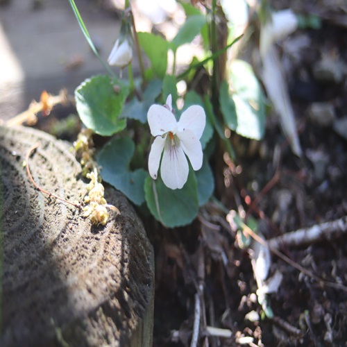 マルバスミレの花
