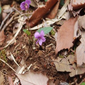 マキノスミレの花