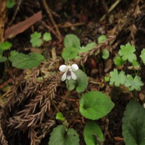 コミヤマスミレの花