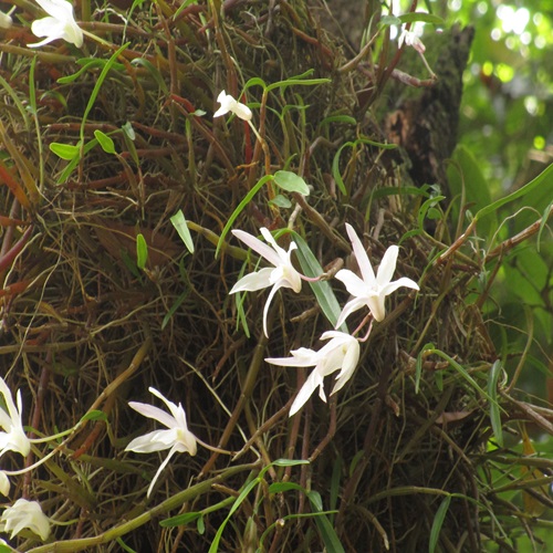 セッコクの花