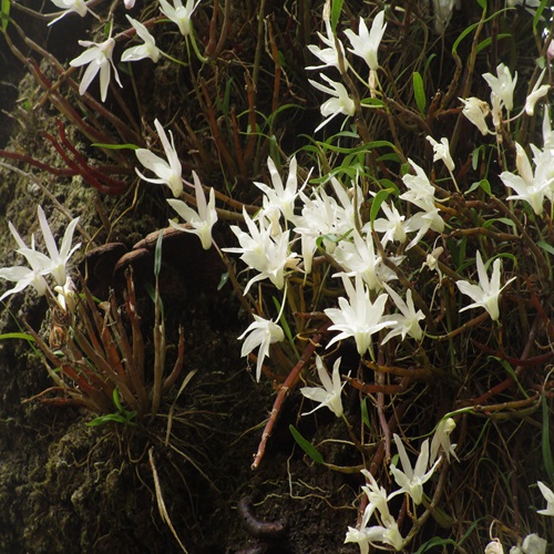 セッコクの花