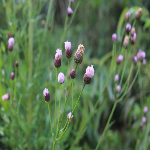 キツネアザミの花