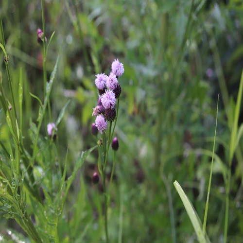 キツネアザミの花