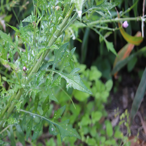 キツネアザミの葉