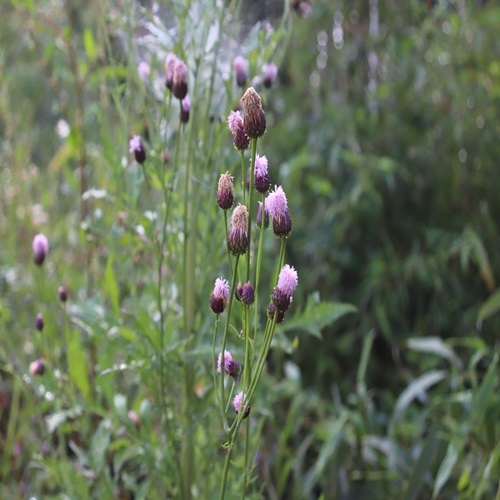 キツネアザミの花
