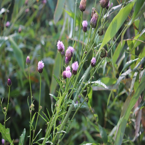 キツネアザミの花