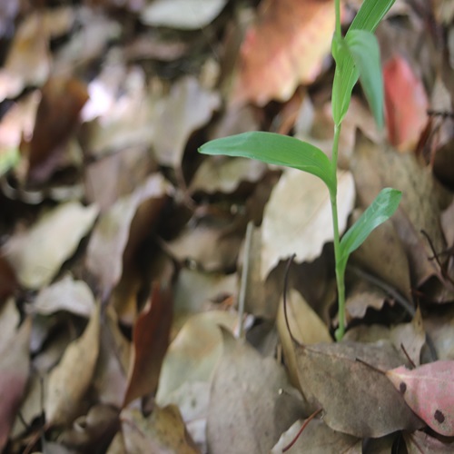 クゲヌマランの葉