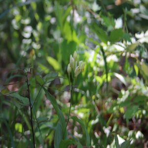 シロバナキンランの花